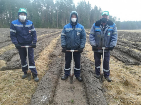 нелеля леса
